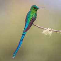 Long-tailed Sylph